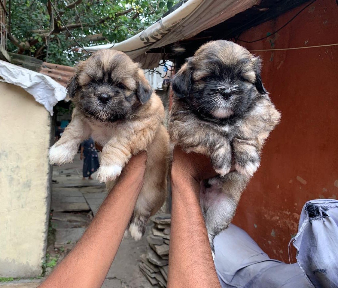 Purchase Friendly Lhasa Apso Puppy from Bangalore